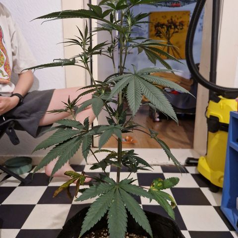 HAZE BERRY 9-11w Blüte  growlog timeline photo
