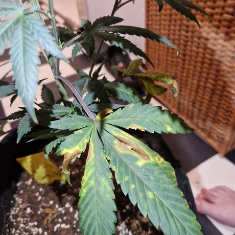 HAZE BERRY 9-11w Blüte  growlog timeline photo
