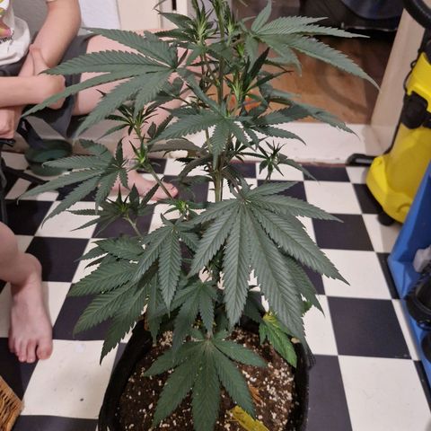 HAZE BERRY 9-11w Blüte  growlog timeline photo