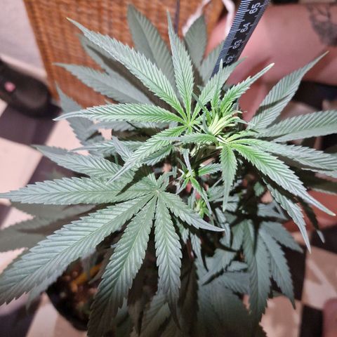 HAZE BERRY 9-11w Blüte  growlog timeline photo