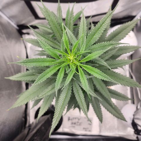 HAZE BERRY 9-11w Blüte  growlog timeline photo