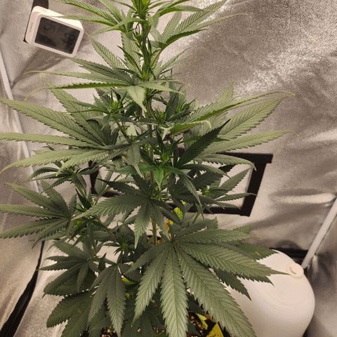 HAZE BERRY 9-11w Blüte  growlog timeline photo