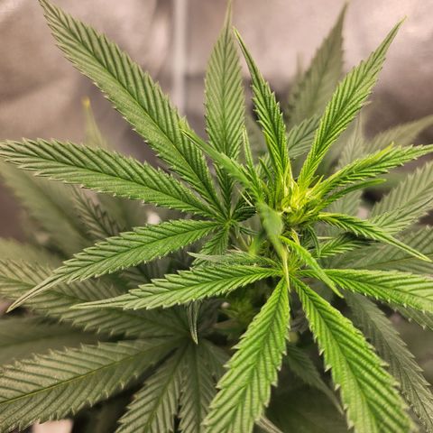 HAZE BERRY 9-11w Blüte  growlog timeline photo