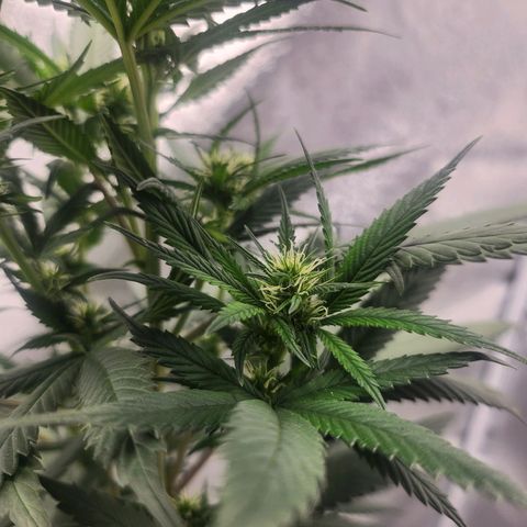 HAZE BERRY 9-11w Blüte  growlog timeline photo