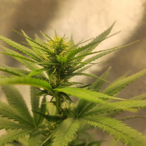 HAZE BERRY 9-11w Blüte  growlog timeline photo