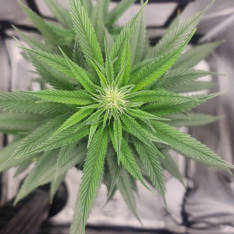 HAZE BERRY 9-11w Blüte  growlog timeline photo
