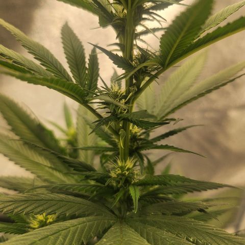 HAZE BERRY 9-11w Blüte  growlog timeline photo