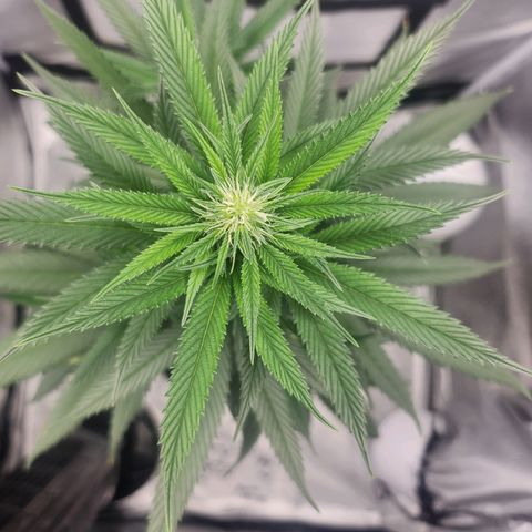 HAZE BERRY 9-11w Blüte  growlog timeline photo