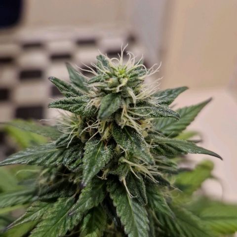 HAZE BERRY 9-11w Blüte  growlog timeline photo