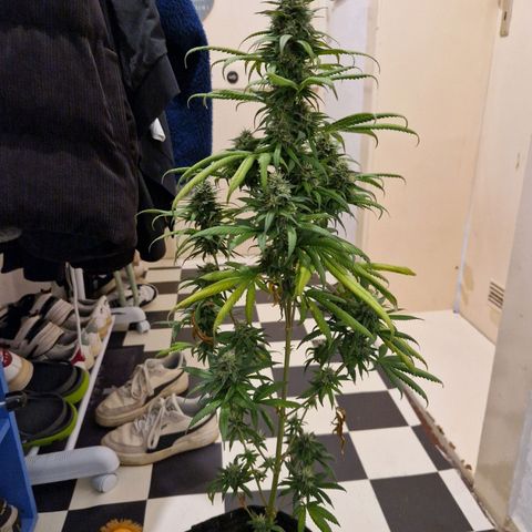HAZE BERRY 9-11w Blüte  growlog timeline photo