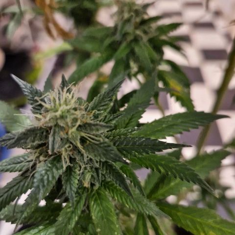 HAZE BERRY 9-11w Blüte  growlog timeline photo