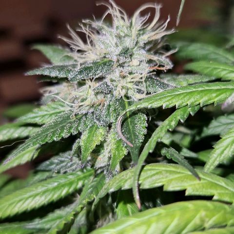 HAZE BERRY 9-11w Blüte  growlog timeline photo