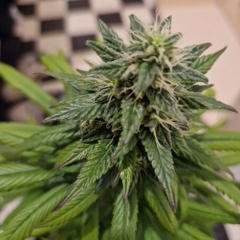 HAZE BERRY 9-11w Blüte  growlog timeline photo