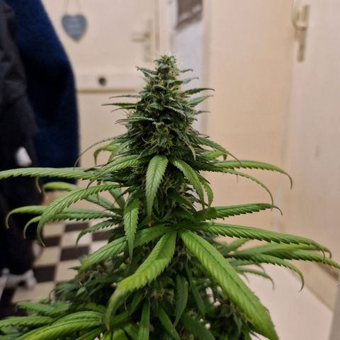HAZE BERRY 9-11w Blüte  growlog timeline photo