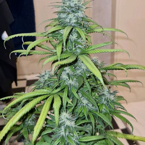 HAZE BERRY 9-11w Blüte  growlog timeline photo