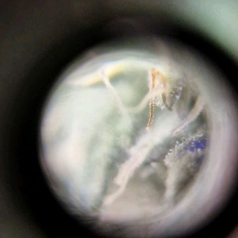 HAZE BERRY 9-11w Blüte  growlog timeline photo