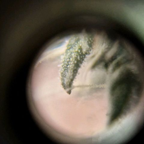 HAZE BERRY 9-11w Blüte  growlog timeline photo