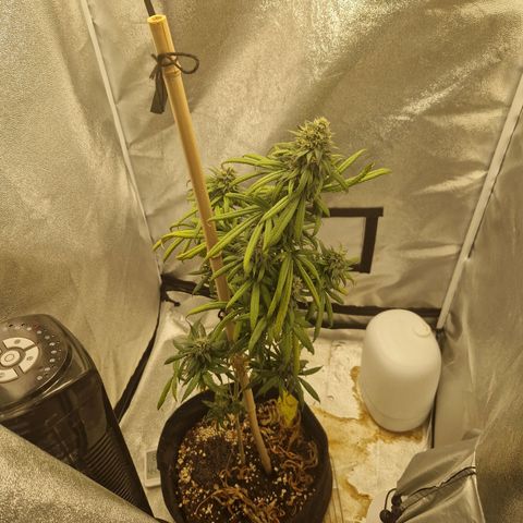 HAZE BERRY 9-11w Blüte  growlog photo: Blüte zu schwer Pflanze hing runter und gegen die Wand, Trichome wirken noch nicht milchig I think?? 