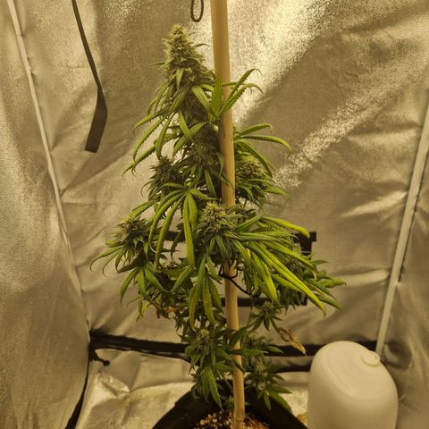HAZE BERRY 9-11w Blüte  growlog photo: Blüte zu schwer Pflanze hing runter und gegen die Wand, Trichome wirken noch nicht milchig I think?? 