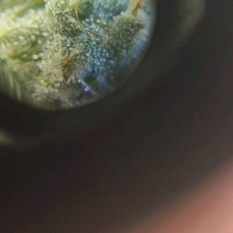HAZE BERRY 9-11w Blüte  growlog photo: Blüte zu schwer Pflanze hing runter und gegen die Wand, Trichome wirken noch nicht milchig I think?? 