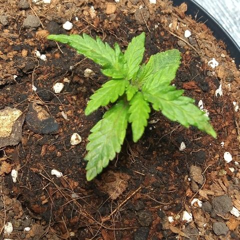 Amnesia Haze x 5 growlog timeline photo