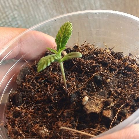 Amnesia Haze x 5 growlog timeline photo