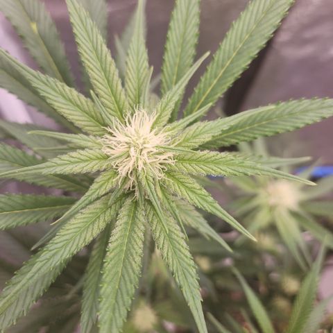 J's S cut growlog timeline photo