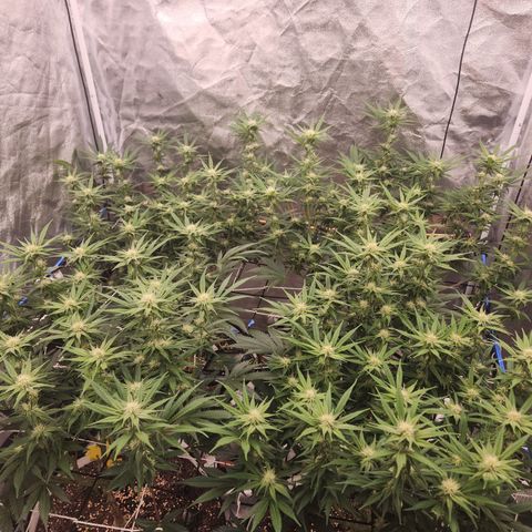 J's S cut growlog timeline photo