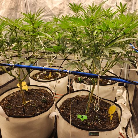 J's S cut growlog timeline photo