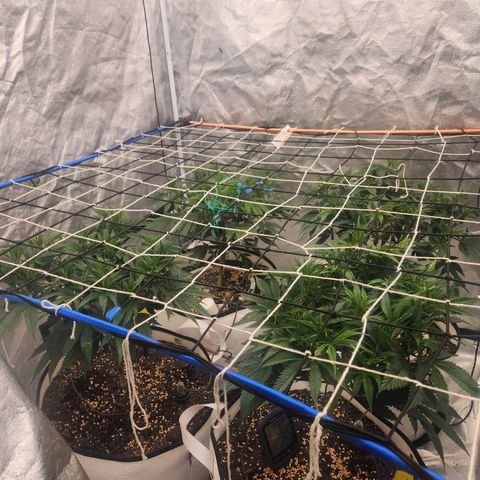 J's S cut growlog timeline photo
