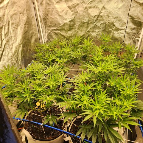 J's S cut growlog timeline photo