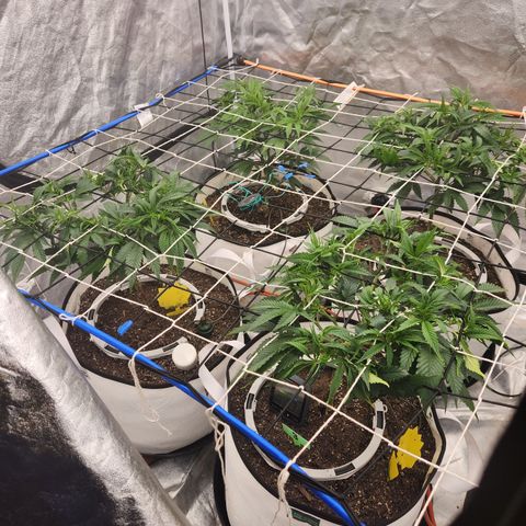 J's S cut growlog timeline photo