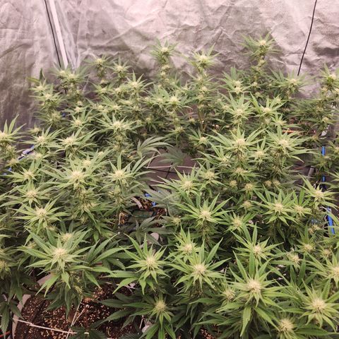 J's S cut growlog timeline photo