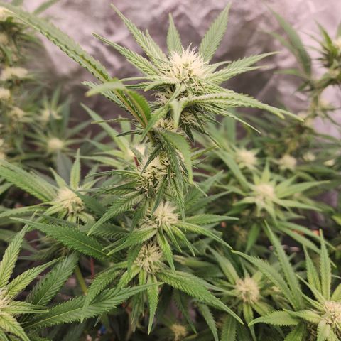 J's S cut growlog timeline photo
