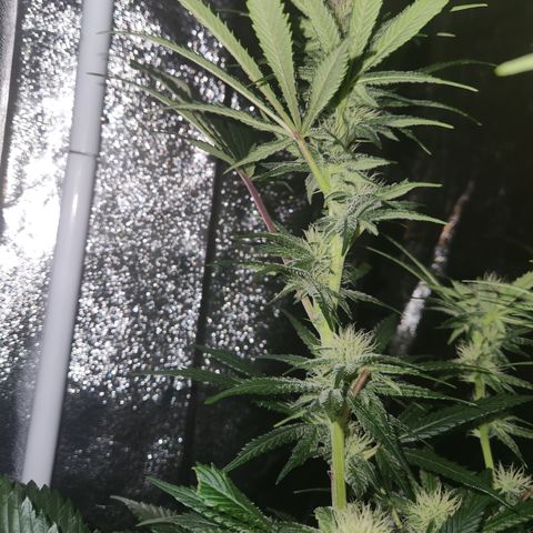 J's S cut growlog photo: The heavy Frost has already started to set 