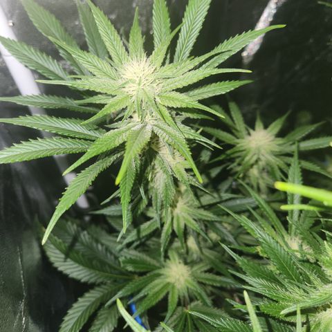 J's S cut growlog timeline photo