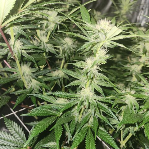 J's S cut growlog timeline photo