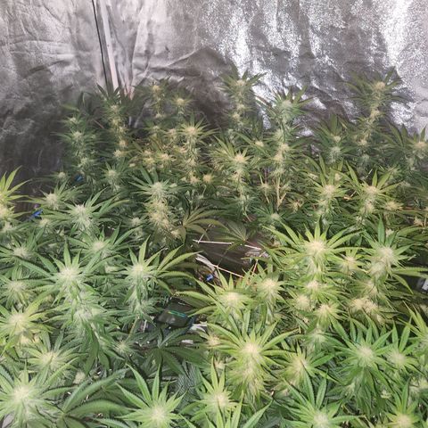 J's S cut growlog timeline photo