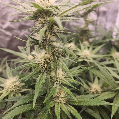 J's S cut growlog timeline photo