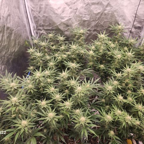 J's S cut growlog timeline photo