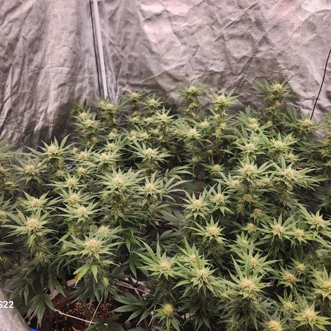 J's S cut growlog timeline photo