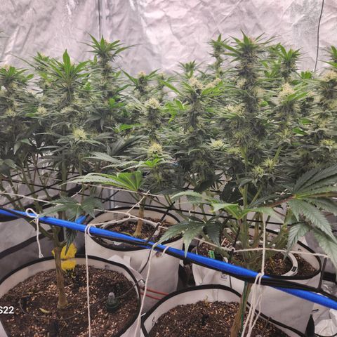 J's S cut growlog timeline photo