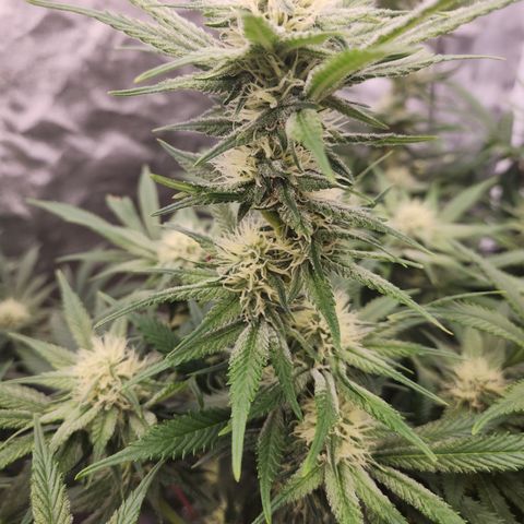 J's S cut growlog timeline photo