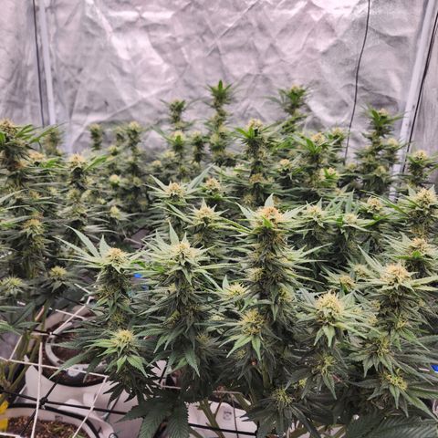J's S cut growlog timeline photo