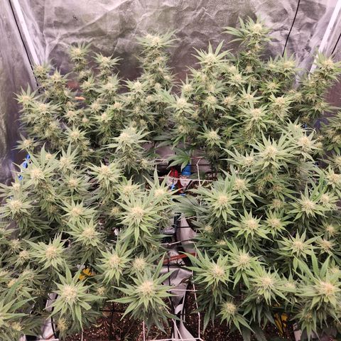 J's S cut growlog timeline photo