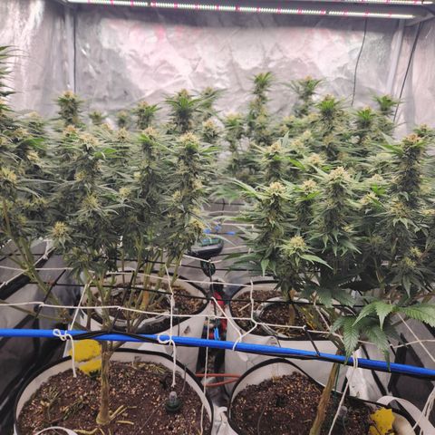 J's S cut growlog timeline photo
