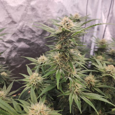 J's S cut growlog timeline photo