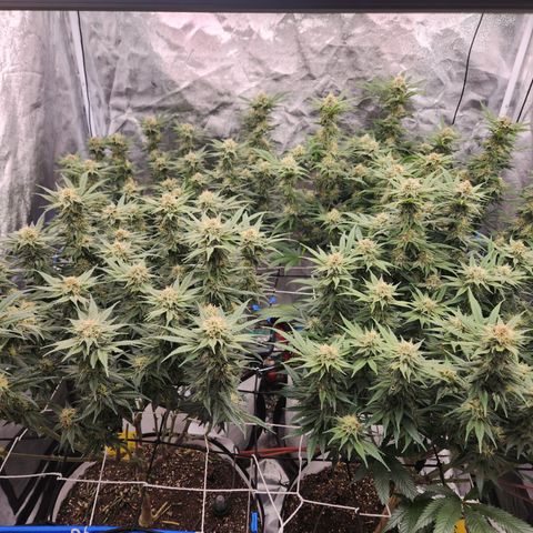 J's S cut growlog timeline photo