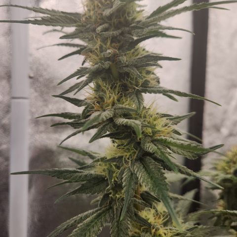 J's S cut growlog timeline photo
