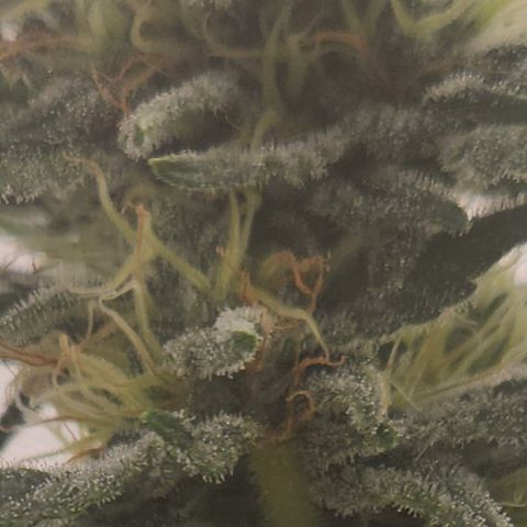 J's S cut growlog timeline photo